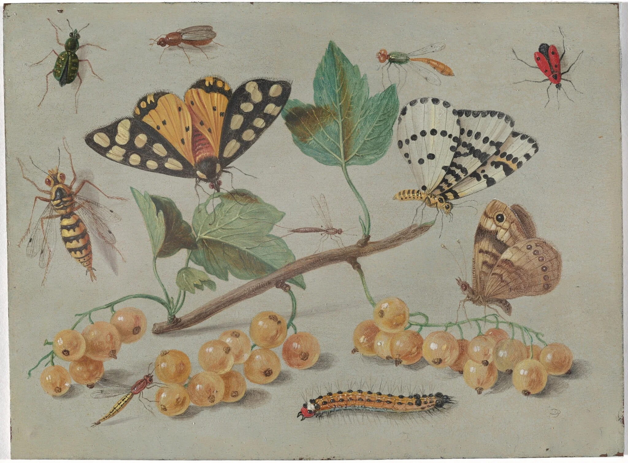 Study of Butterfly and Insects, detail