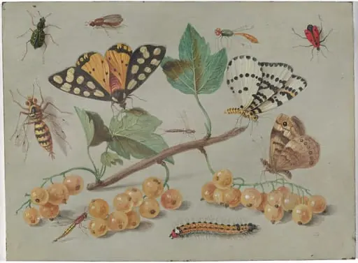 Study of Butterfly and Insects, by Jan van Kessel the Elder, oil, 1655
