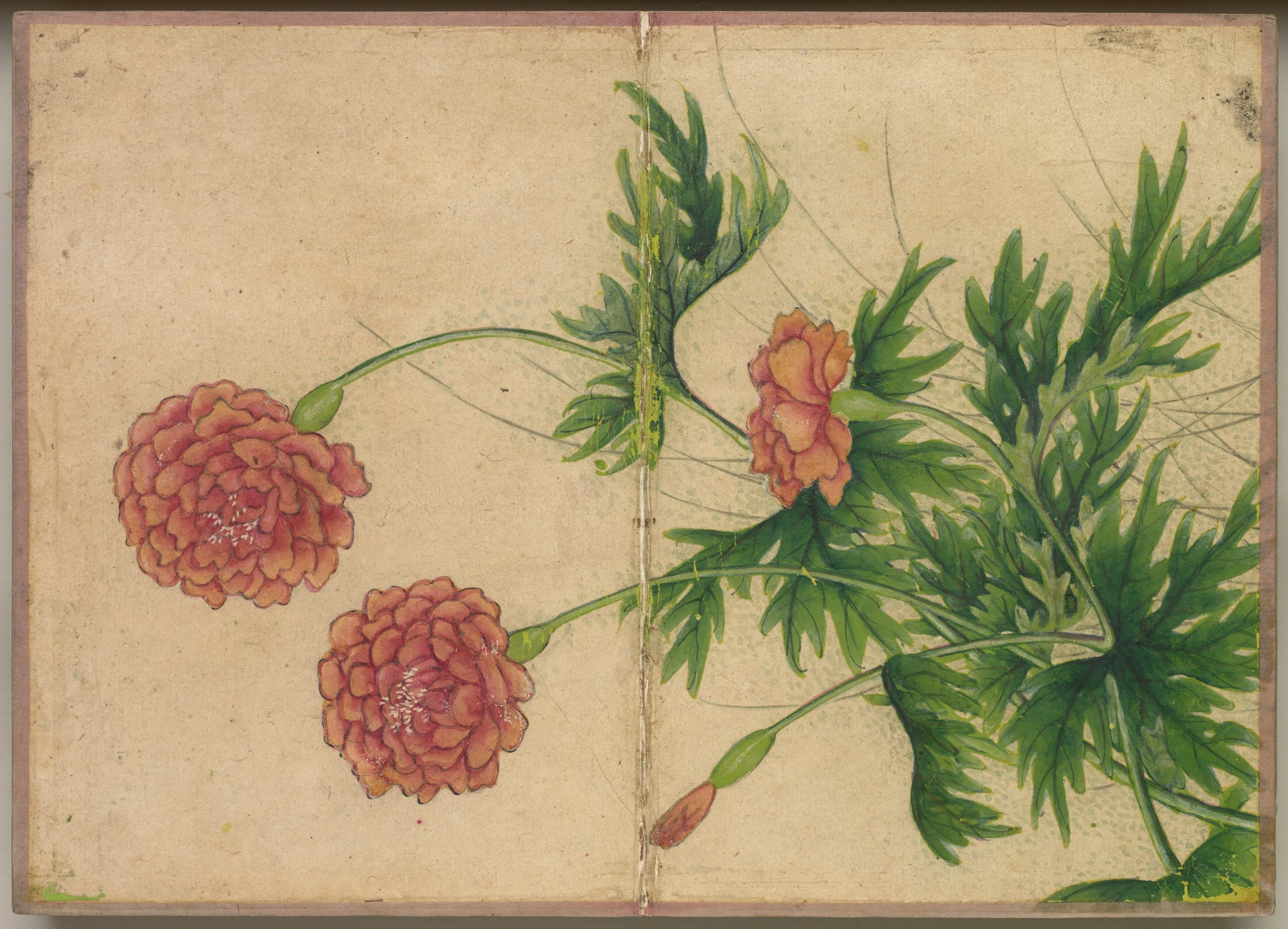 Desk Album: Flower and Bird Paintings (Peony), detail