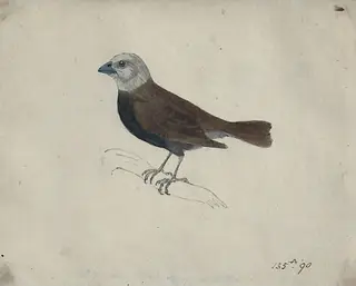 A Malacca Crossbeak, by Bewick, watercolor, 1773