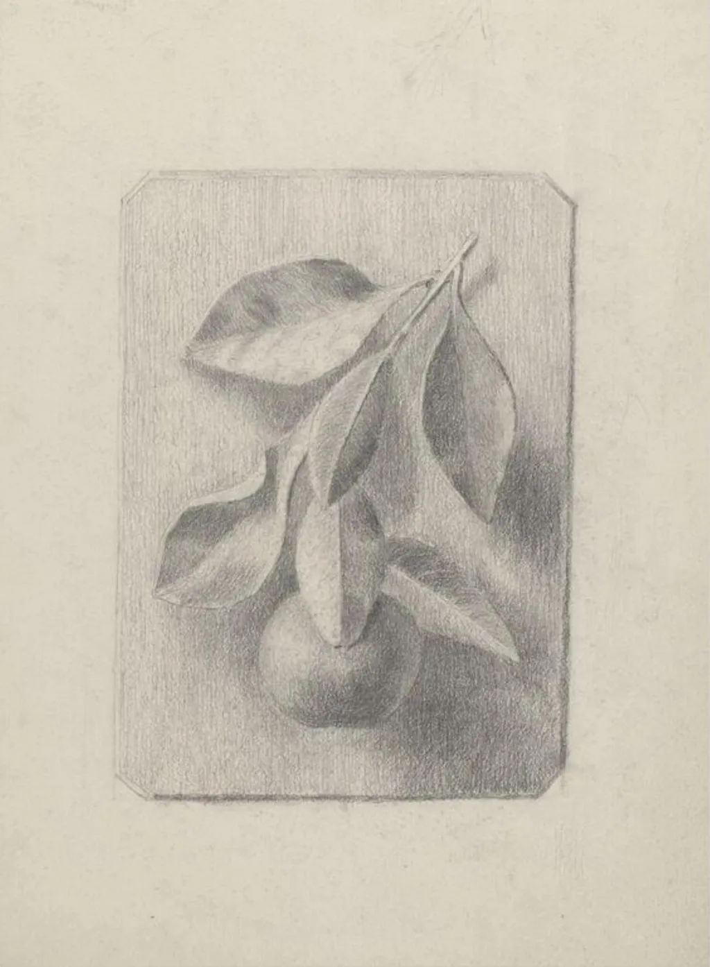 Drawing of a plaster cast of a peach and spray of leaves, by Beatrix Potter, 14