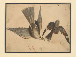 A hawk attacking a night-jar, by Fakir Chand La, paint, 1850