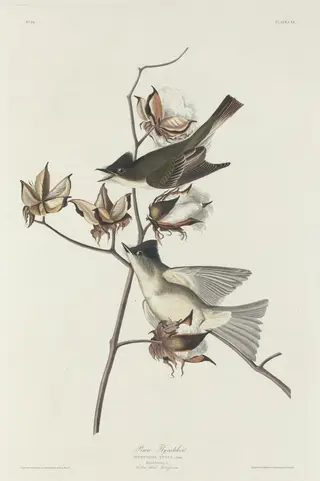 Pewit Flycatcher, by Havell, Jr., Robert, ink, 1831