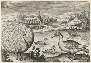 Peacock and Goose, by Adriaen Collaert, ink, 1600
