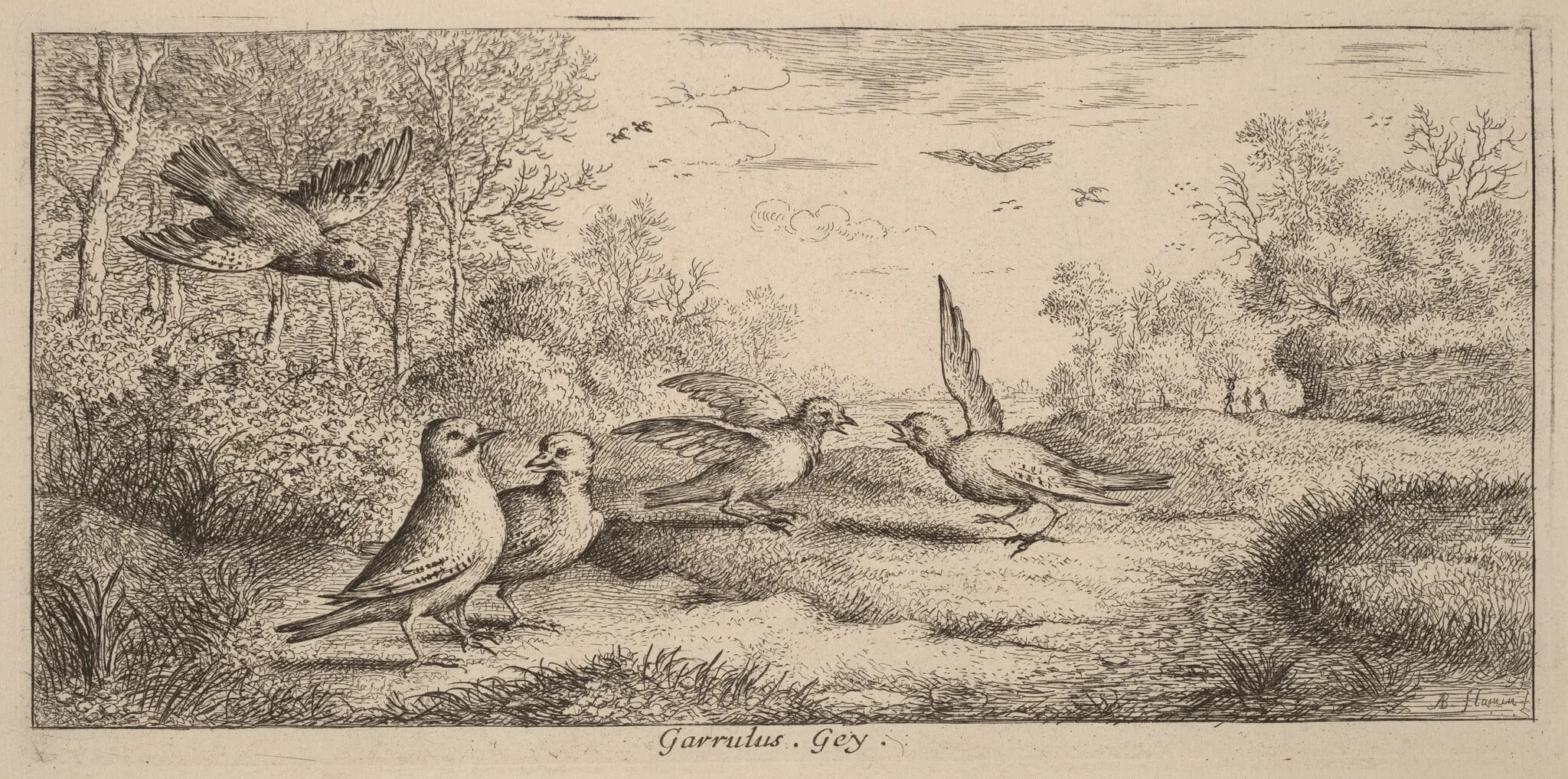 Garrulus, The Jay, detail