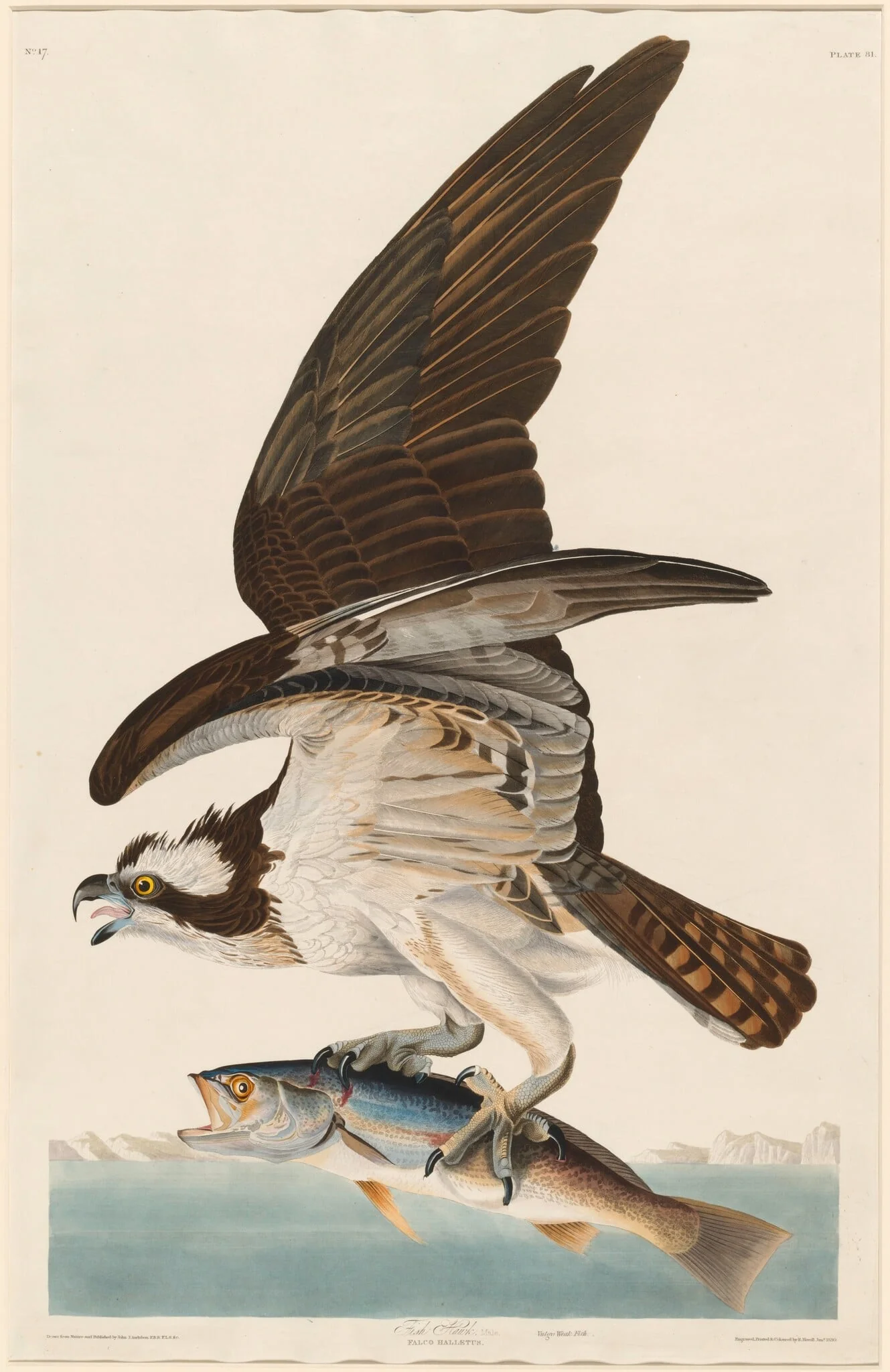 Fish Hawk, detail