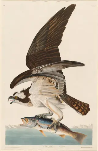 Fish Hawk, by Havell, Jr., Robert, ink, 1830