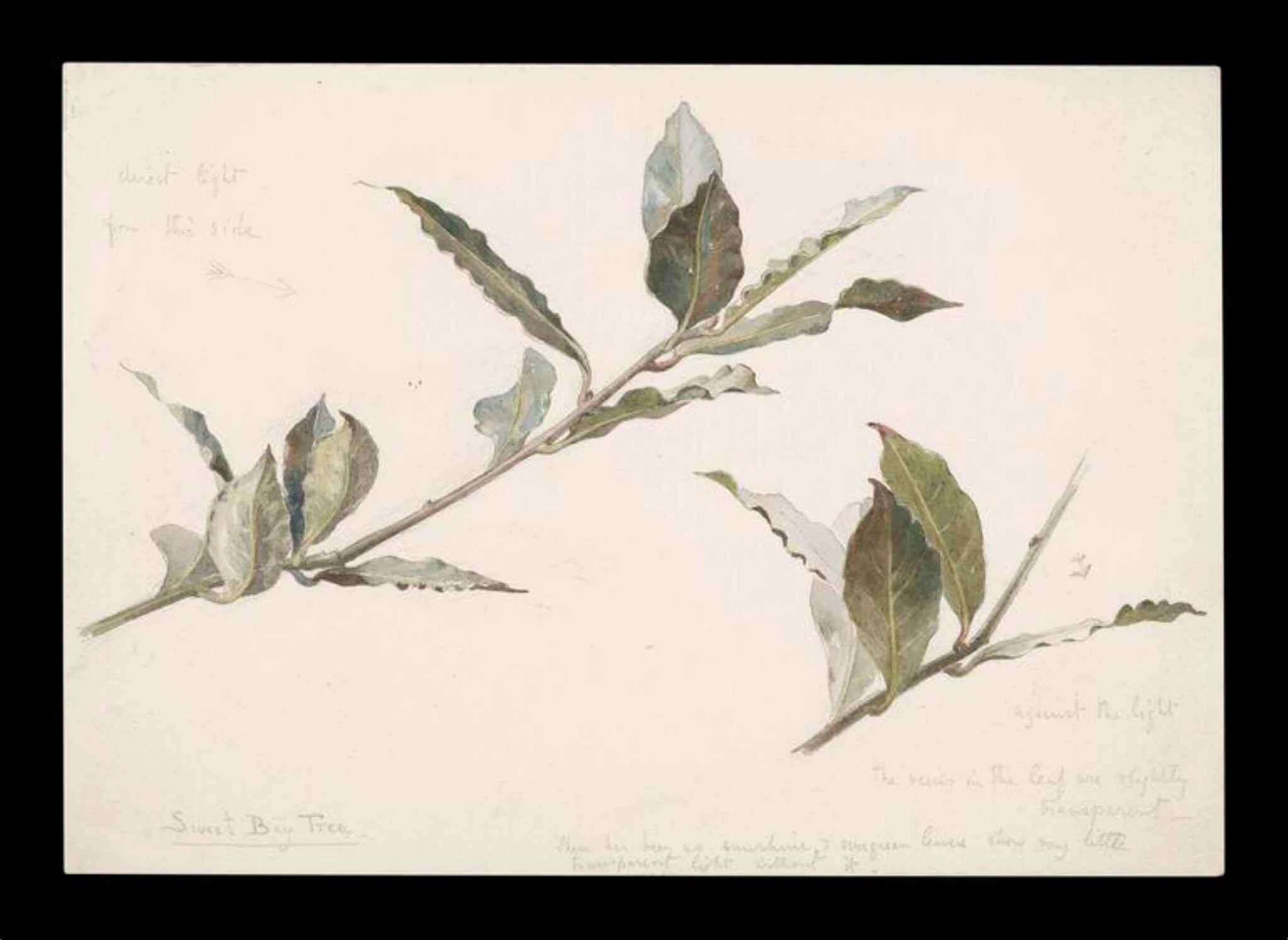 Two sprays of a sweet bay tree, detail