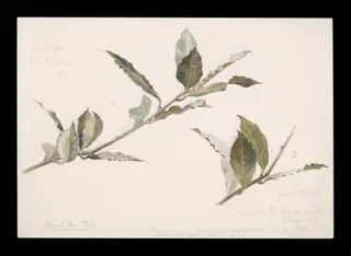 Two sprays of a sweet bay tree, by Beatrix Potter, watercolor, 1900