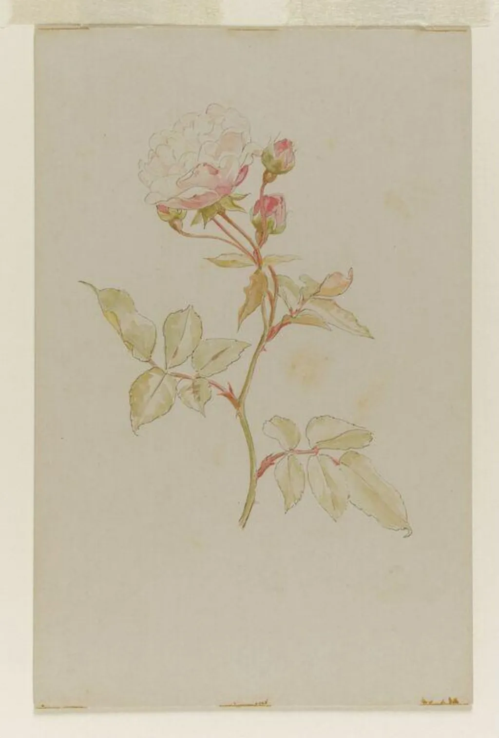 Pink rose, by Beatrix Potter, watercolor, 1850