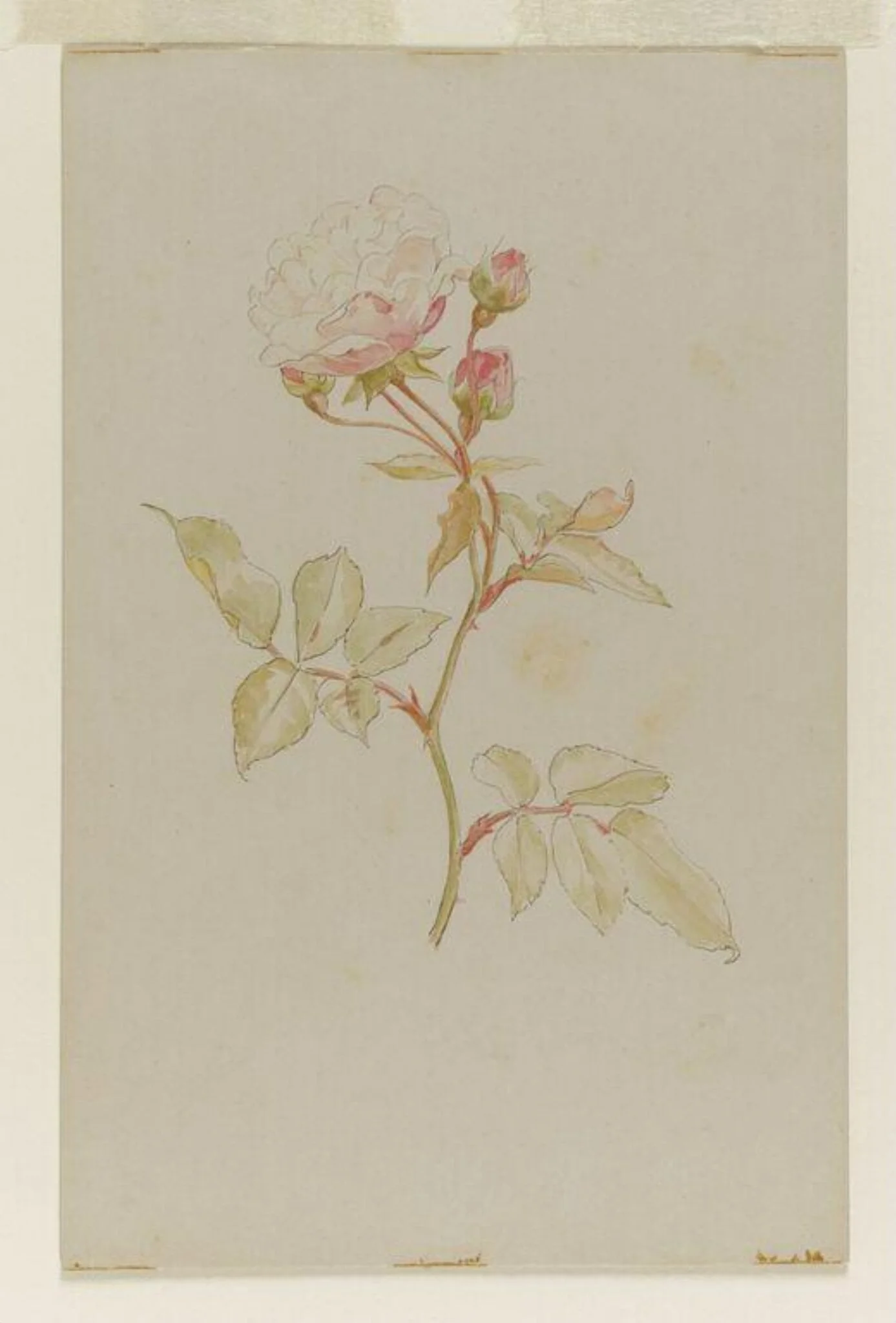 Pink rose, detail