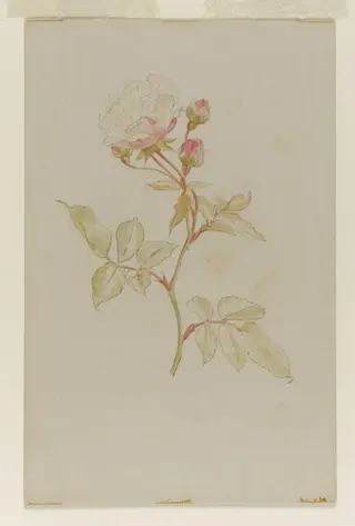 Pink rose, by Beatrix Potter, watercolor, 1850