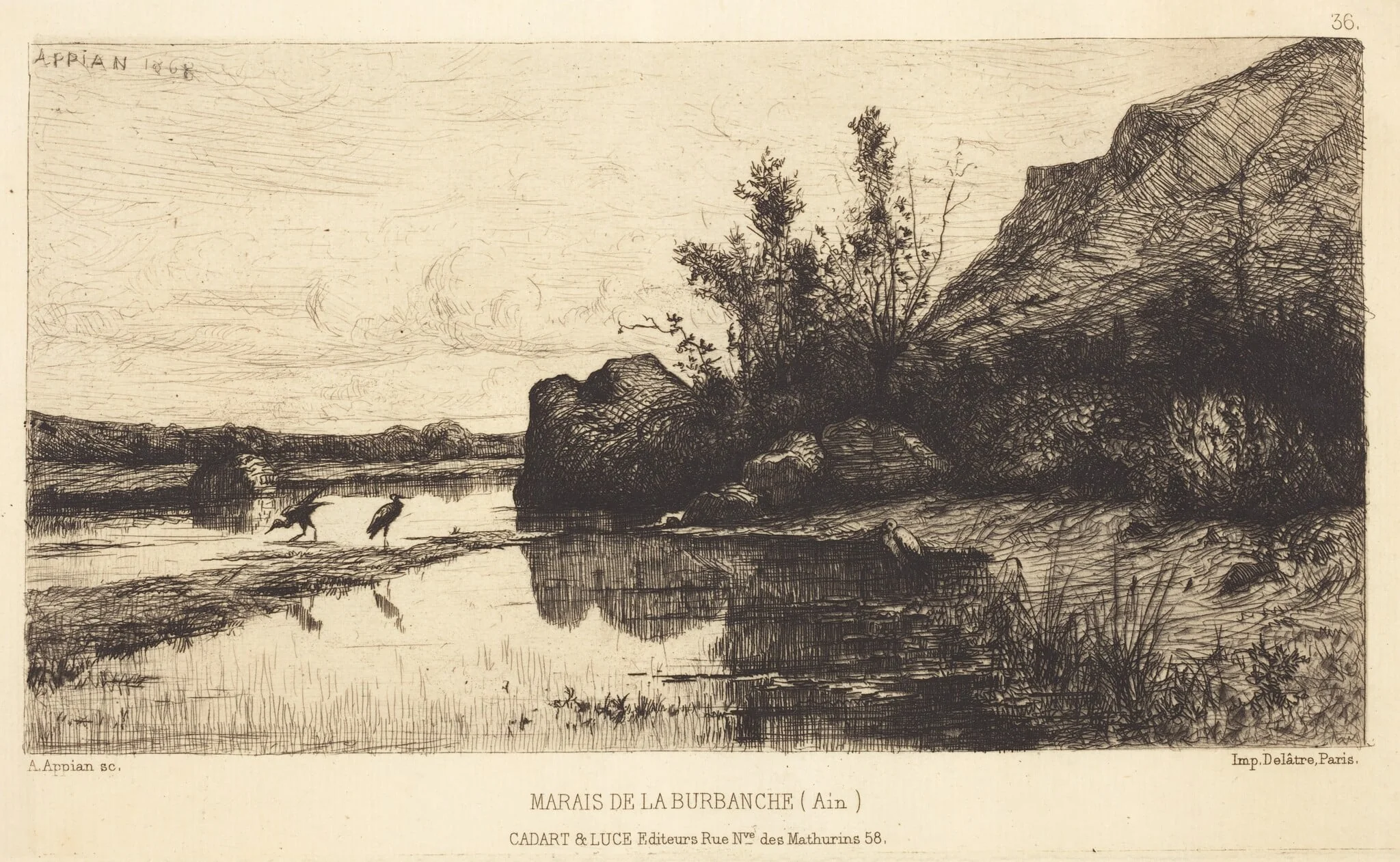 Marais de la Burbanche, detail