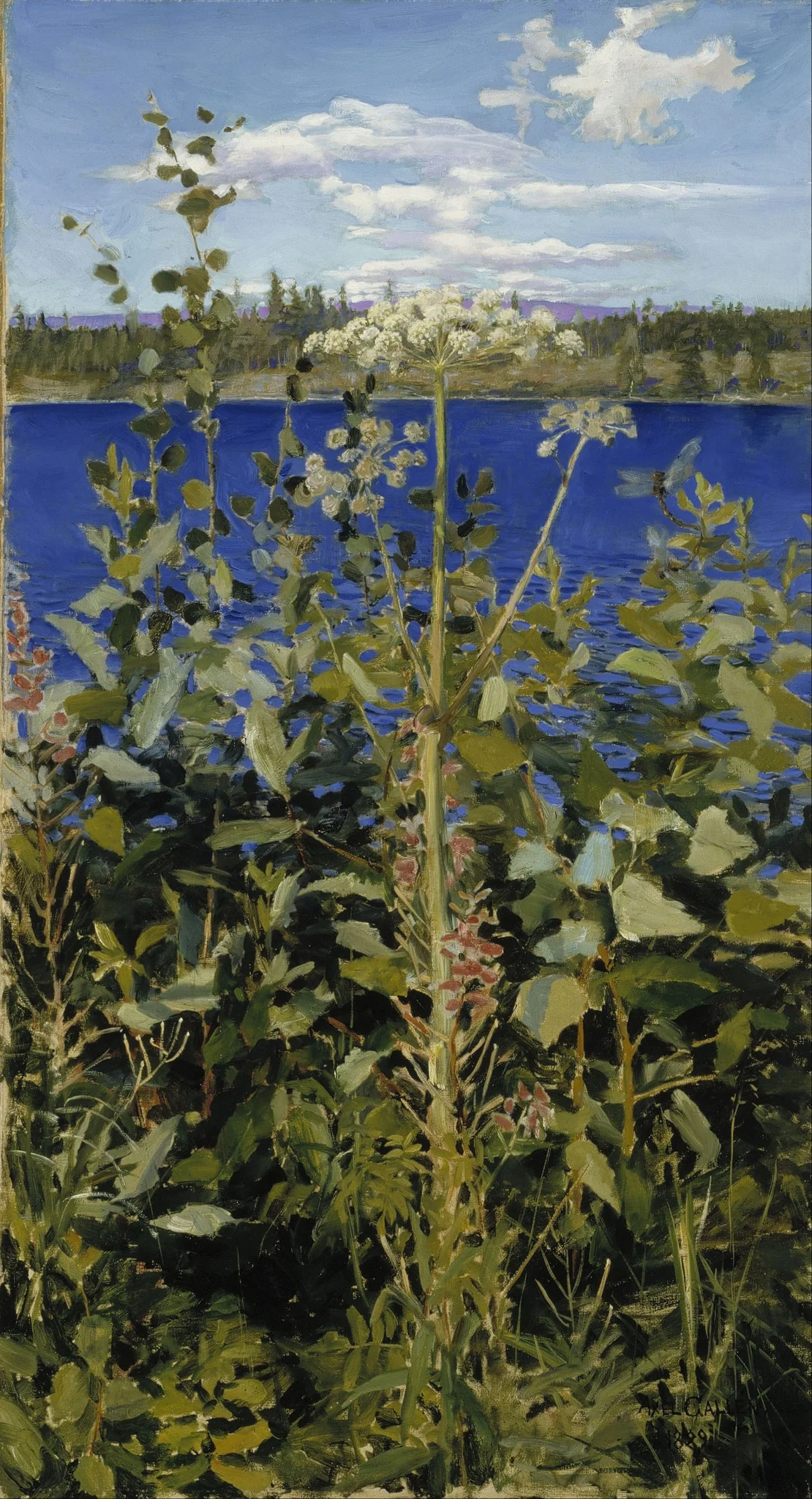 Wild Angelica, detail