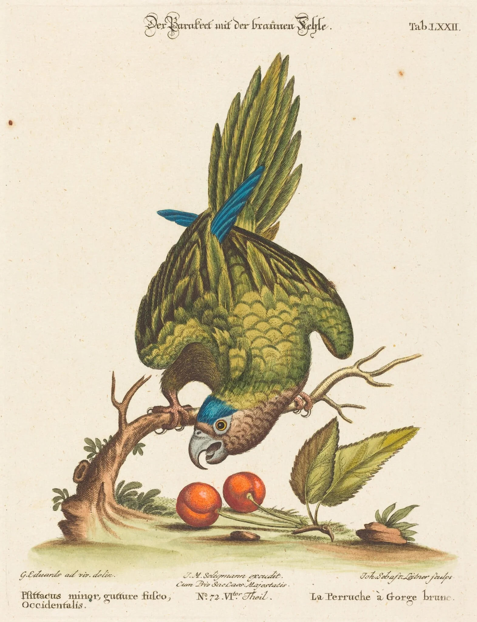 Psittacus minor gutture fusco, occidentalis, detail