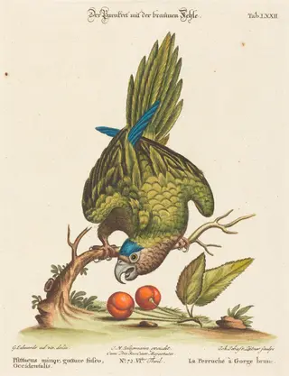 Psittacus minor gutture fusco, occidentalis, by Johann Sebastian Leitner, ink, 1755
