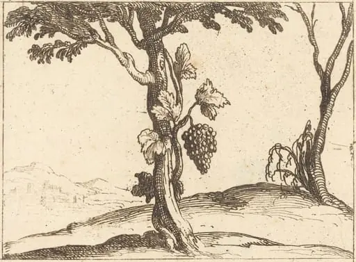 Bunch of Grapes, by Jacques Callot, ink, 1628