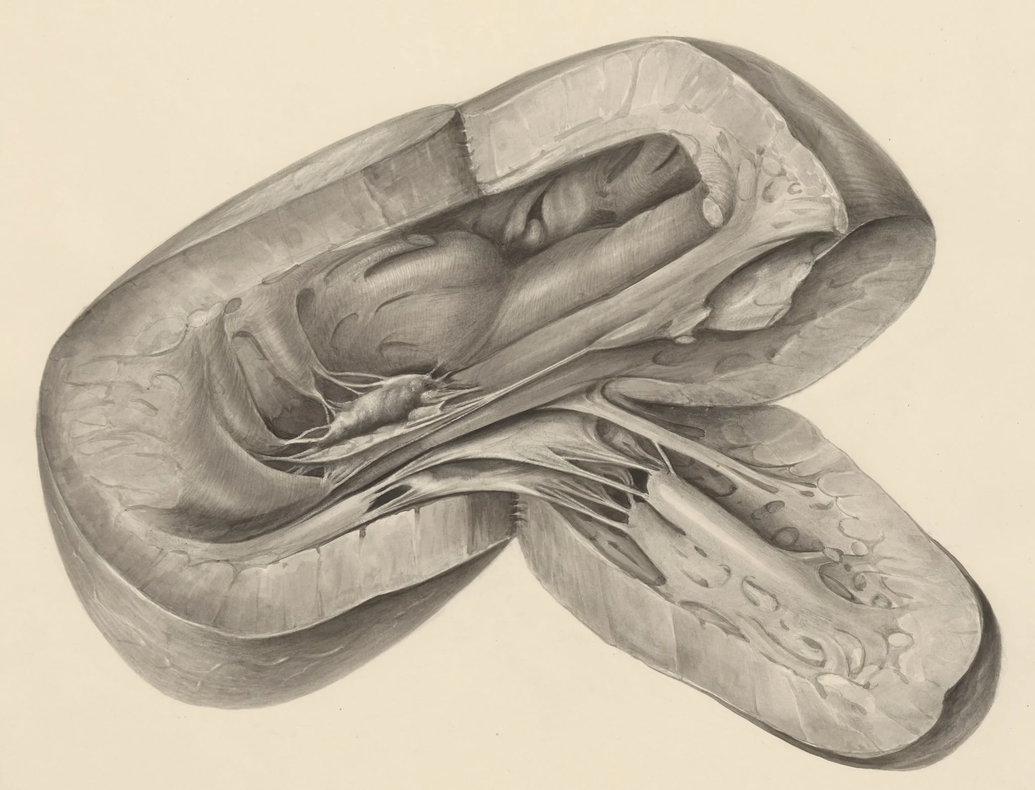Heart, detail