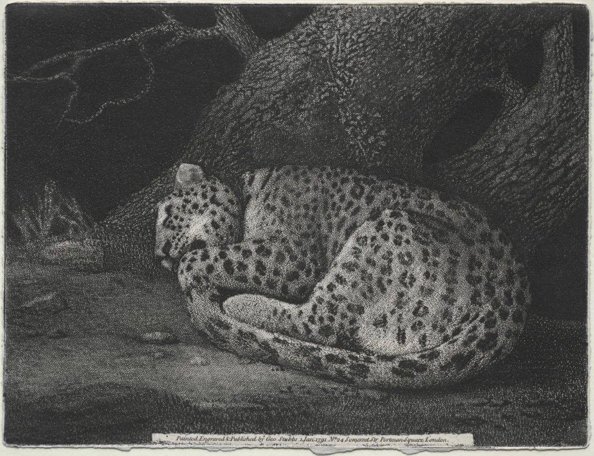 A Sleeping Leopard, detail