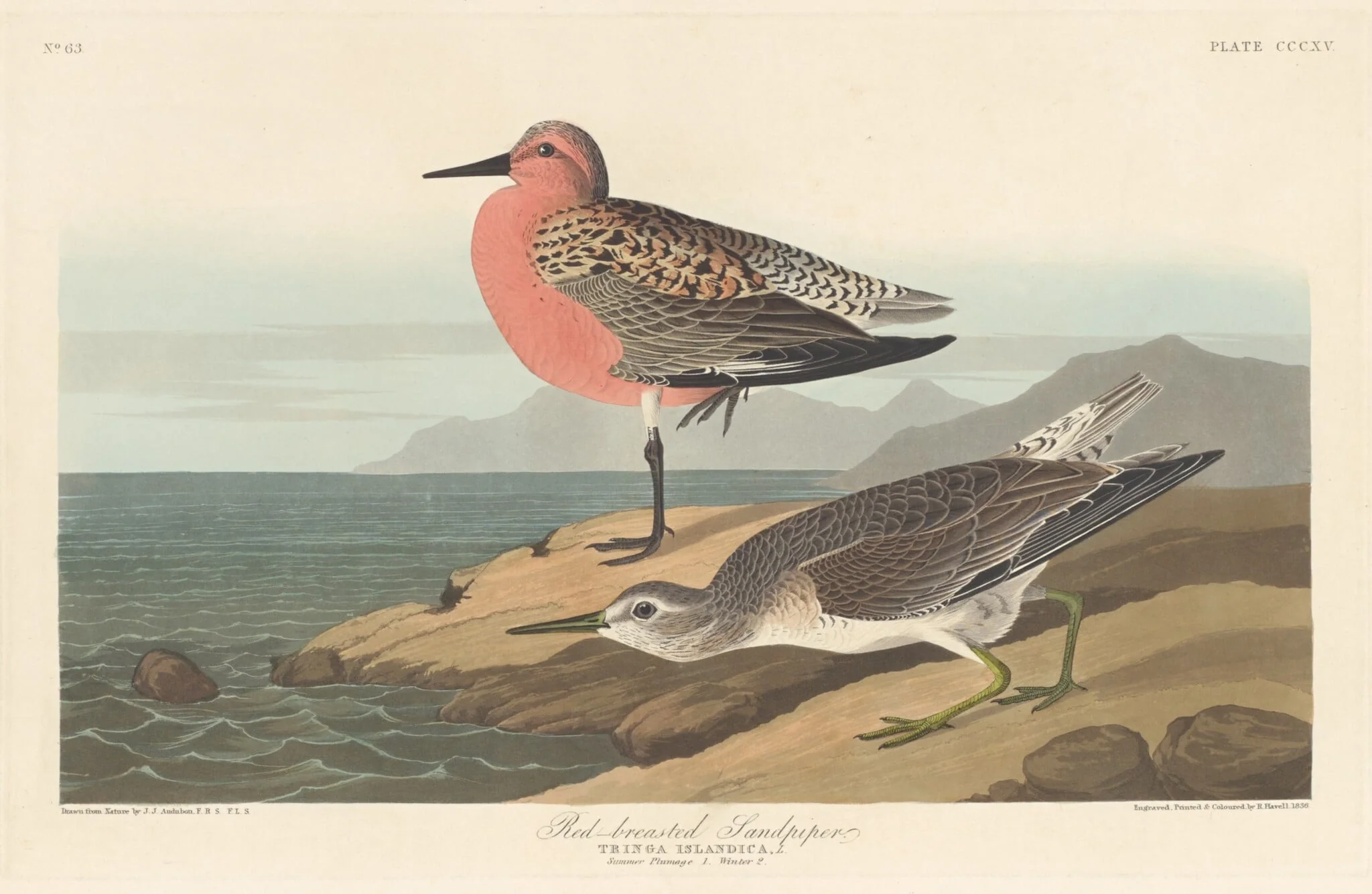 Red-breasted Sandpiper, detail