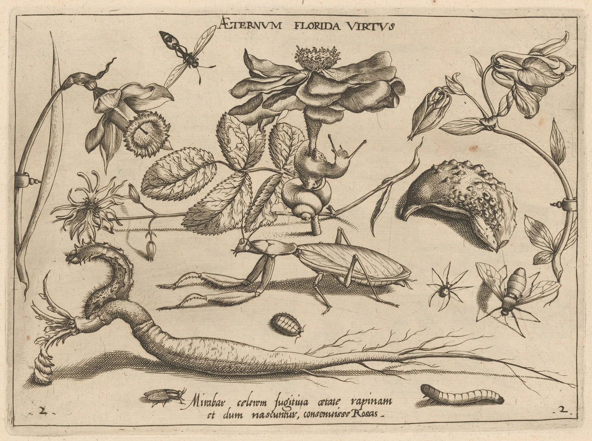 Archetypa studiaque patris Georgii Hoefnagelii [Part 2, Plate 2], detail