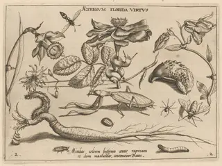Archetypa studiaque patris Georgii Hoefnagelii [Part 2, Plate 2], by Jacob Hoefnagel, ink, 1592