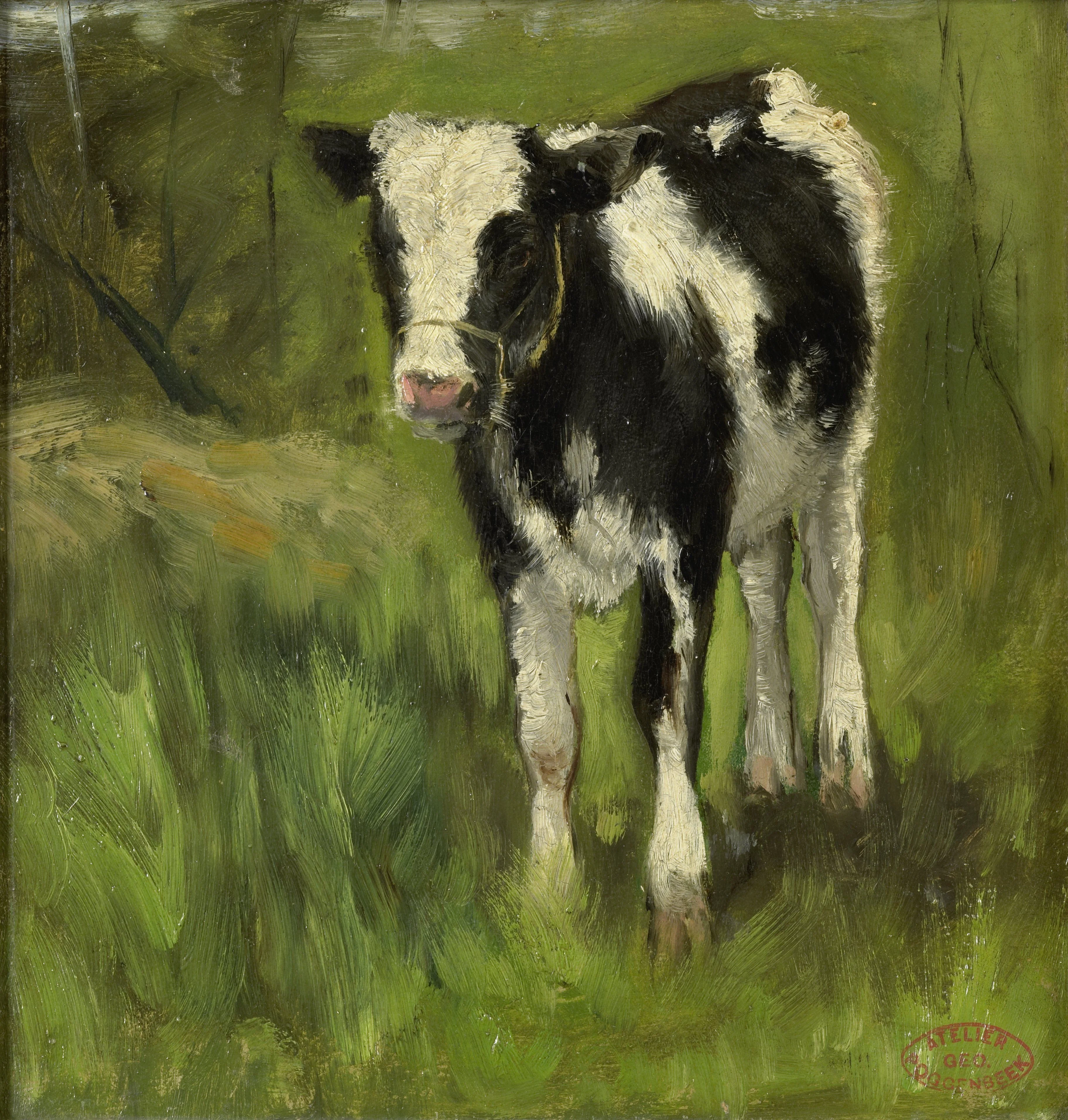 Calf, spotted black and white, detail
