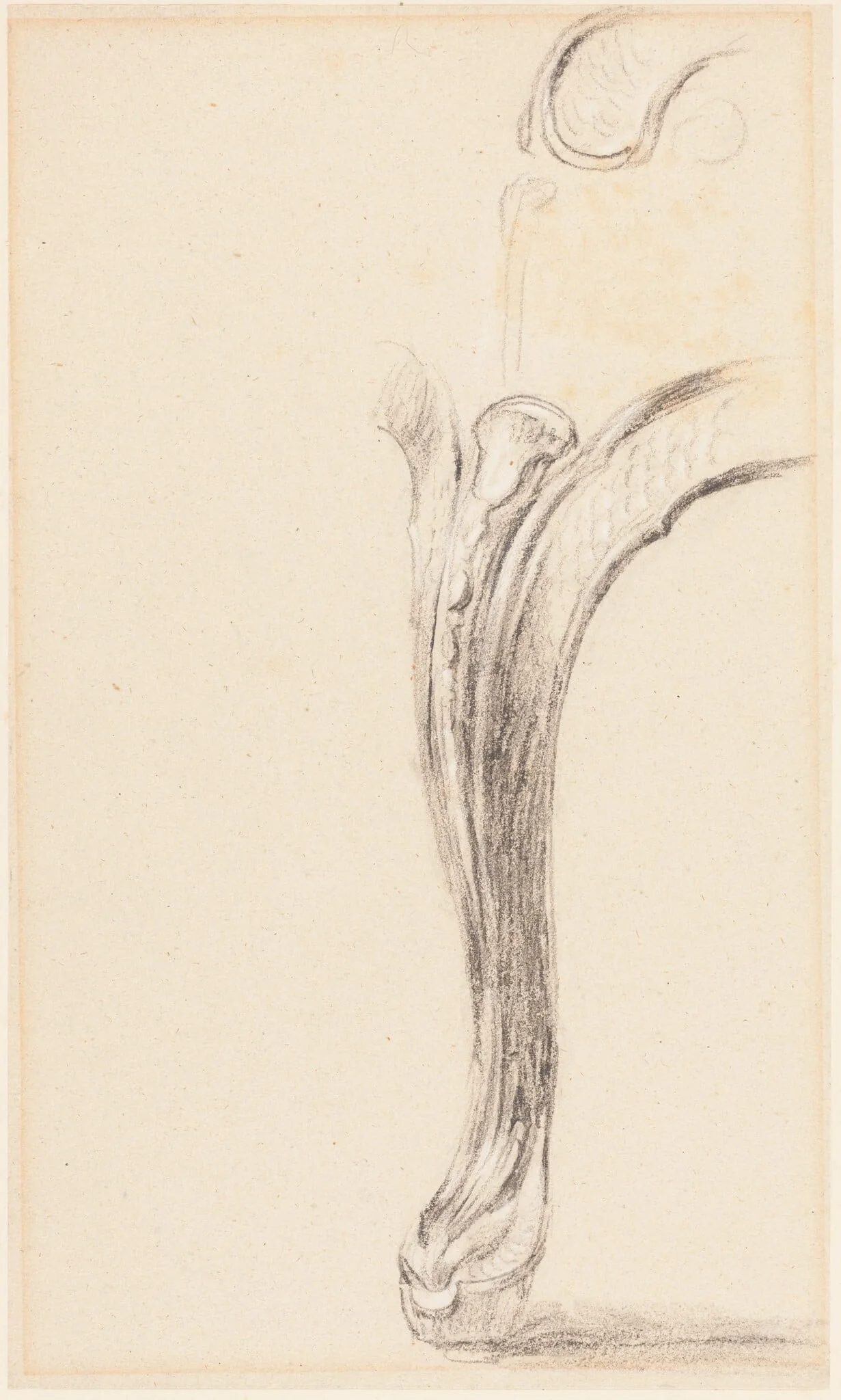Study of a Chair Leg, detail