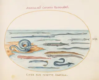 Plate 16: Eels, Pipefish, and Needlefish, by Joris Hoefnagel, gouache, 1594
