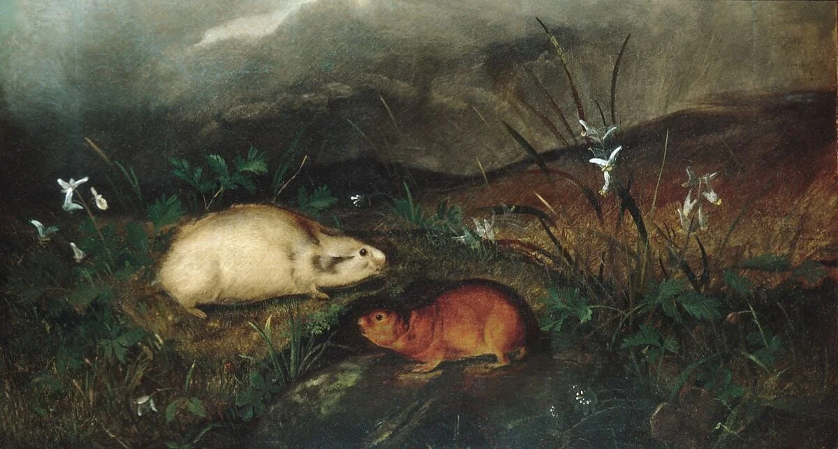 Hudson's Bay Lemming, detail