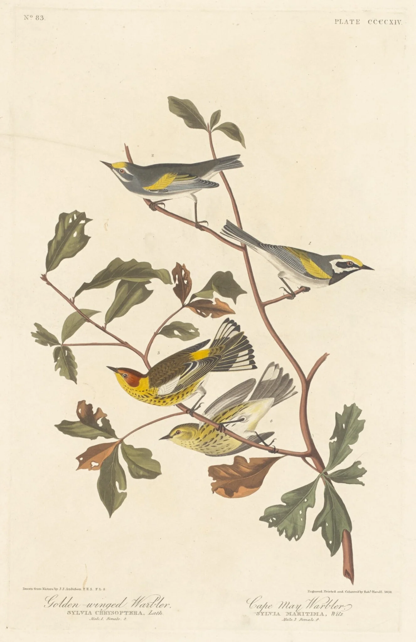 Golden-winged Warbler and Cape May Warbler, detail