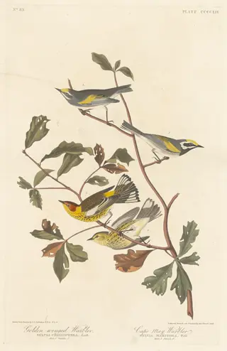 Golden-winged Warbler and Cape May Warbler, by Havell, Jr., Robert, ink, 1838