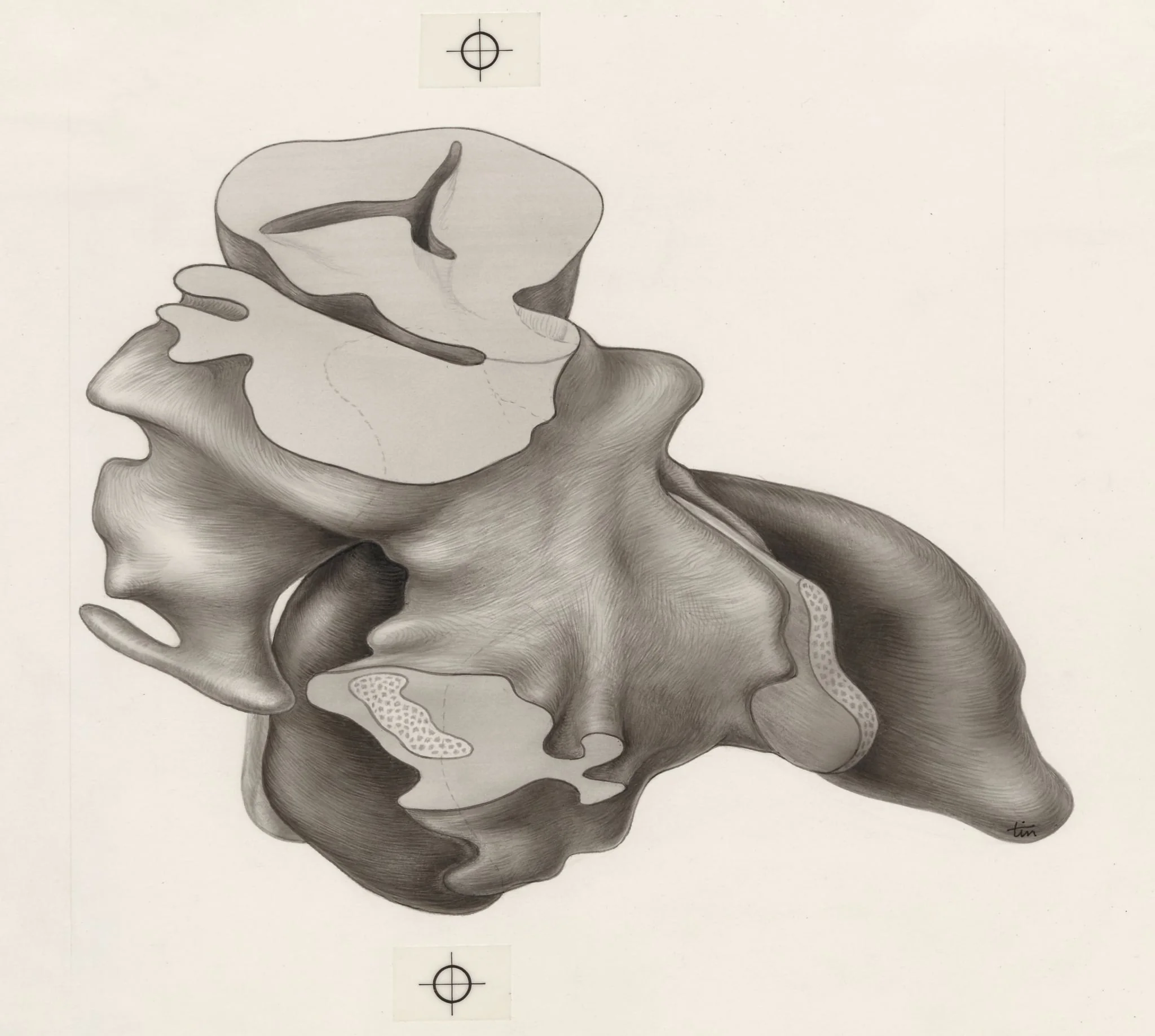 Tissue of the human embryo, detail