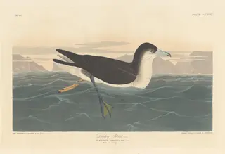 Dusky Petrel, by Havell, Jr., Robert, ink, 1836