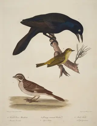 Female Crow Blackbird, Orange-Crowned Warbler, Lark Finch, by Alexander Lawson, ink, 1810