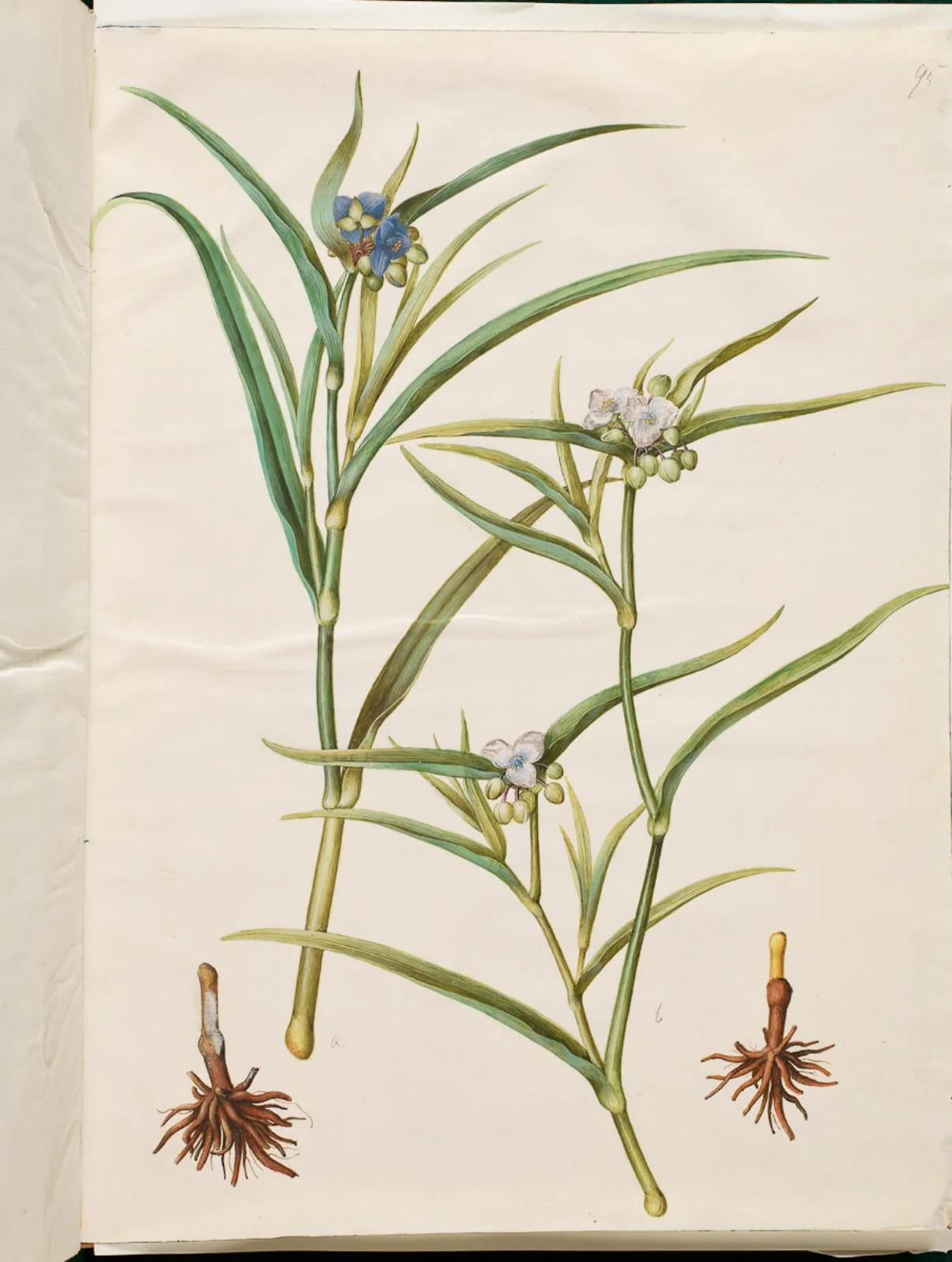 Tradescantia virginiana eller Tradescantia ohiensis (blomsterjøde eller ohio-blomsterjøde), detail