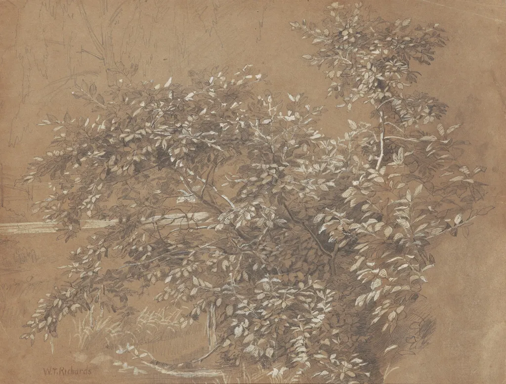 Foliage, by William Trost Richards, gouache, 1801