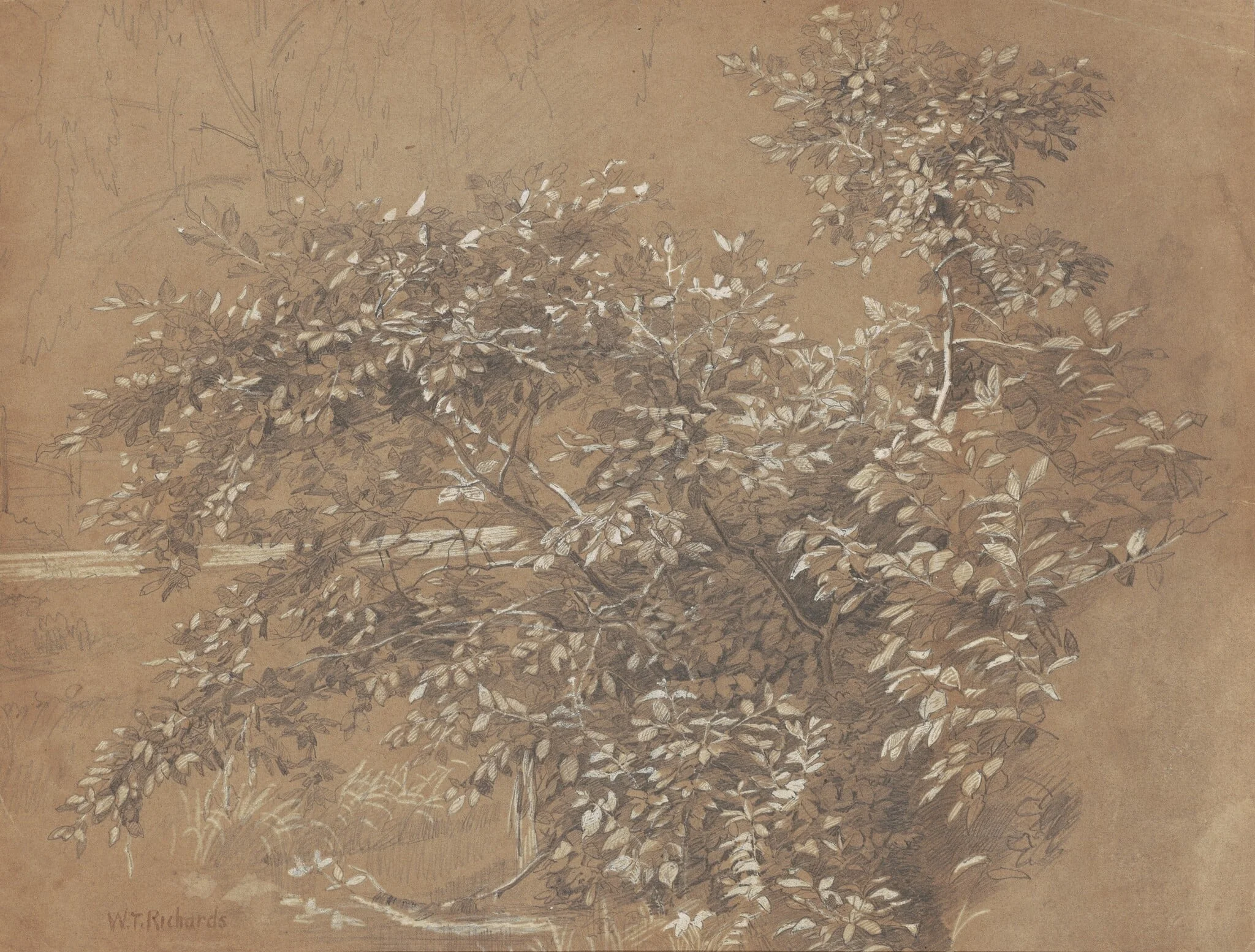 Foliage, detail