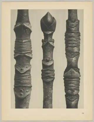 Acer, by Karl Blossfeldt, 1928