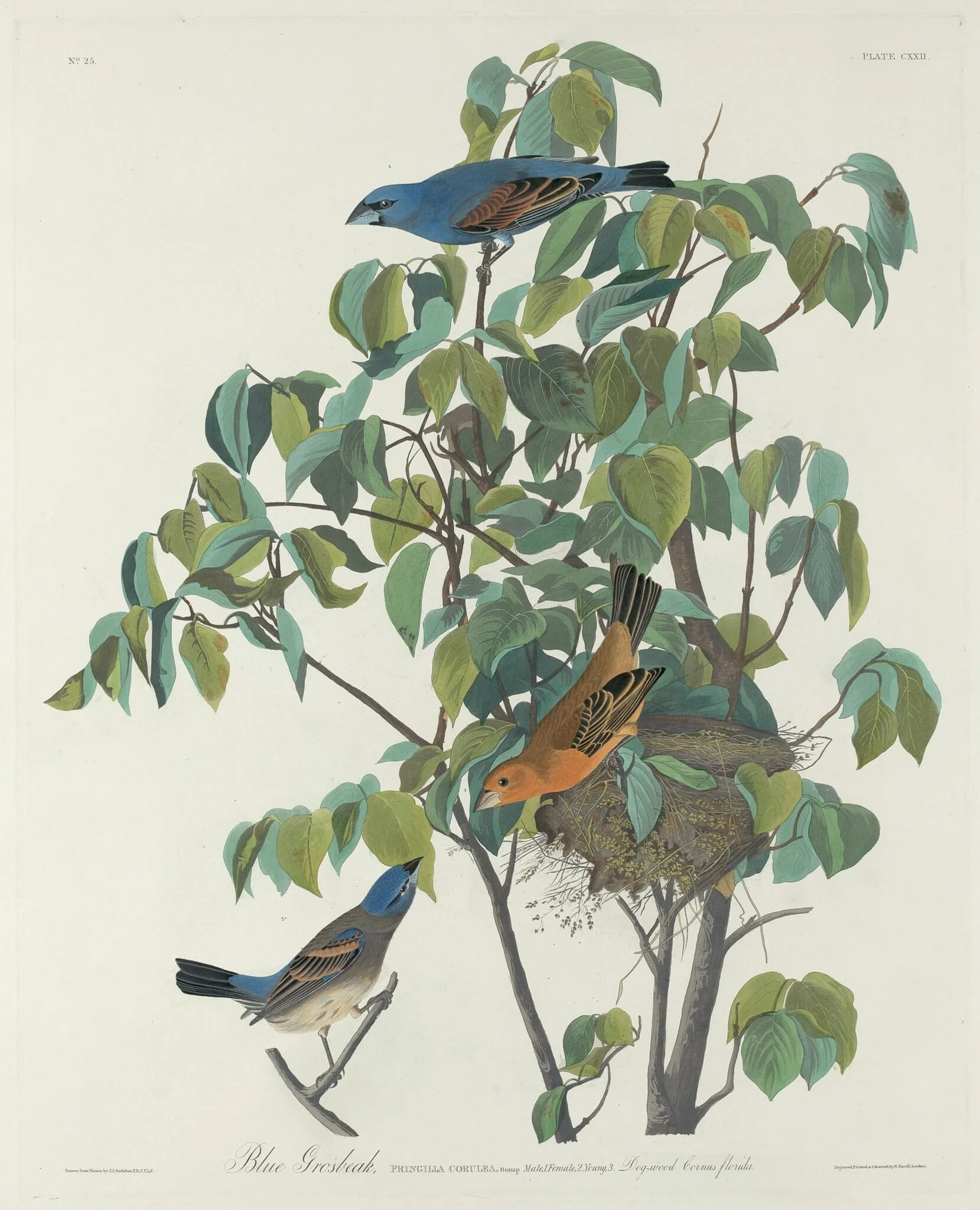Blue Grosbeak, detail