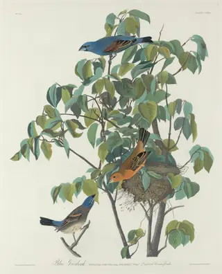 Blue Grosbeak, by Havell, Jr., Robert, ink, 1831