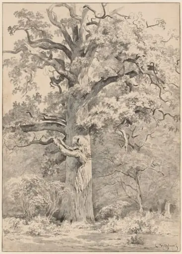 A Giant Oak at the Edge of a Forest, by Cornelis Steffelaar, ink, 1844