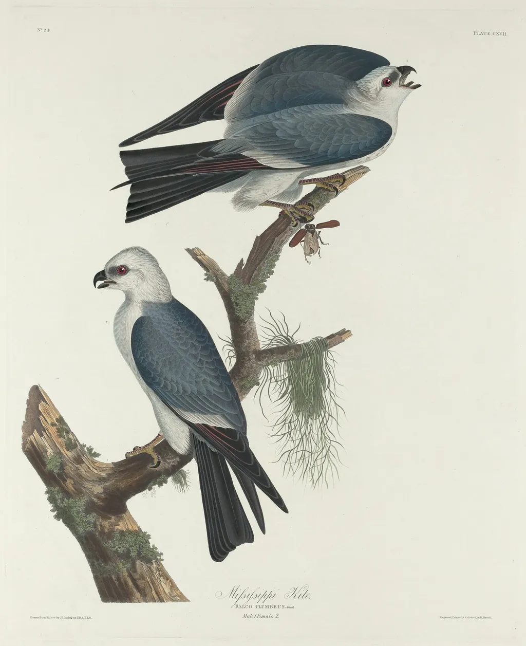Mississippi Kite, by Havell, Jr., Robert, ink, 1831