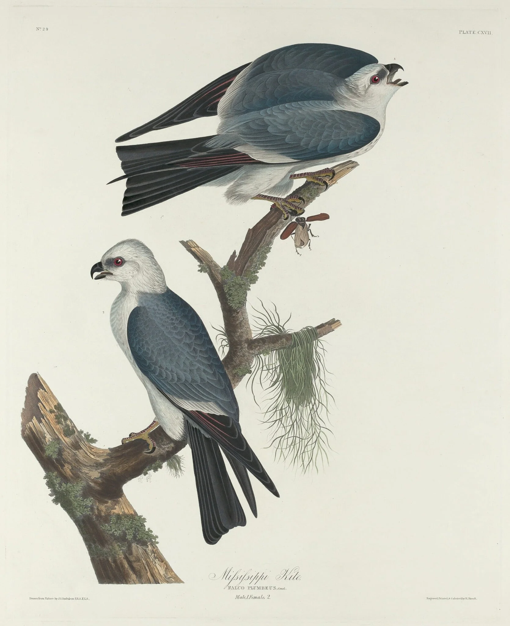 Mississippi Kite, detail
