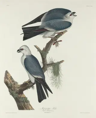 Mississippi Kite, by Havell, Jr., Robert, ink, 1831