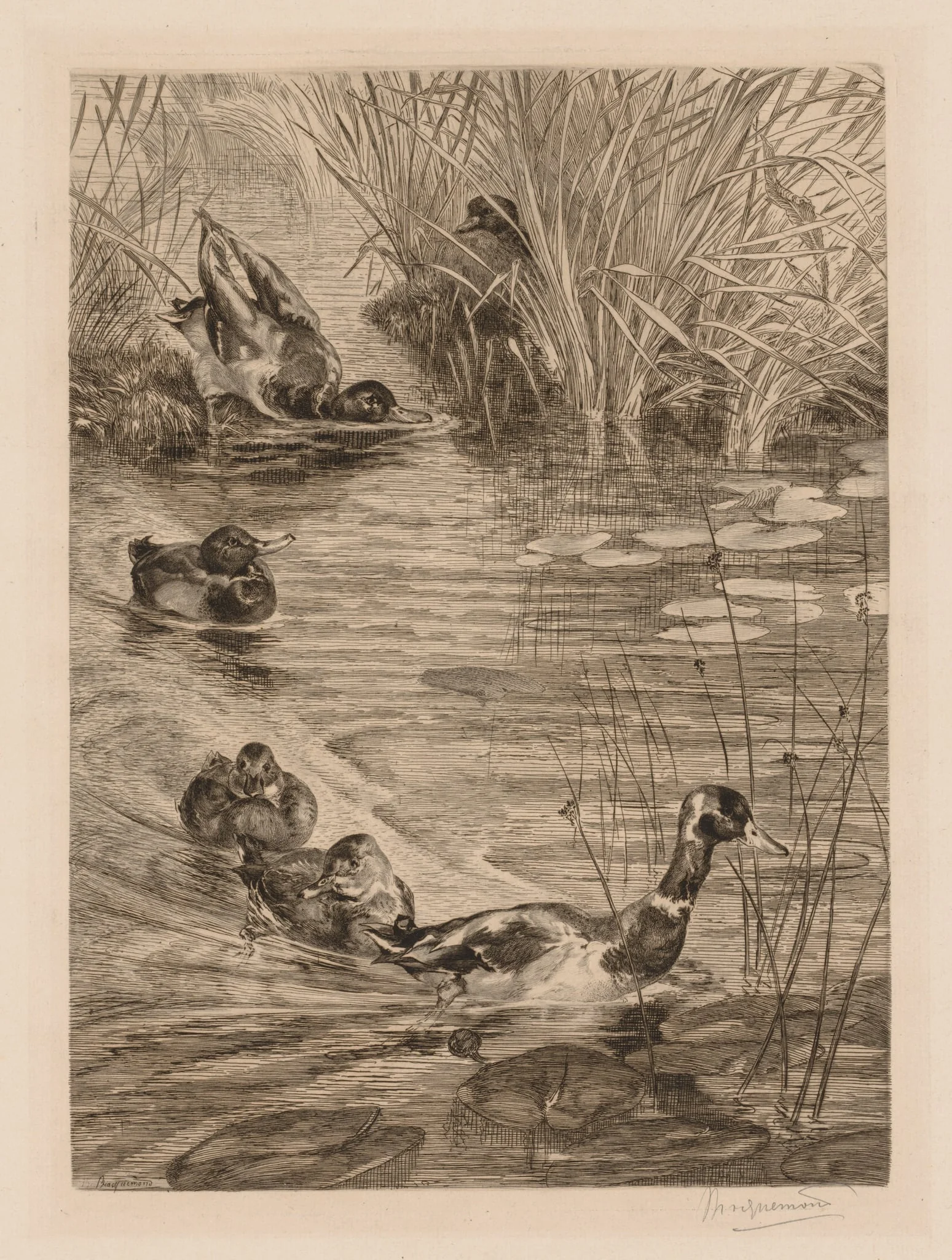 Ducks at play, detail