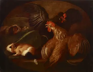 Hens and Guinea Pigs, by Giovanni Agostino Cassana, oil, 1719