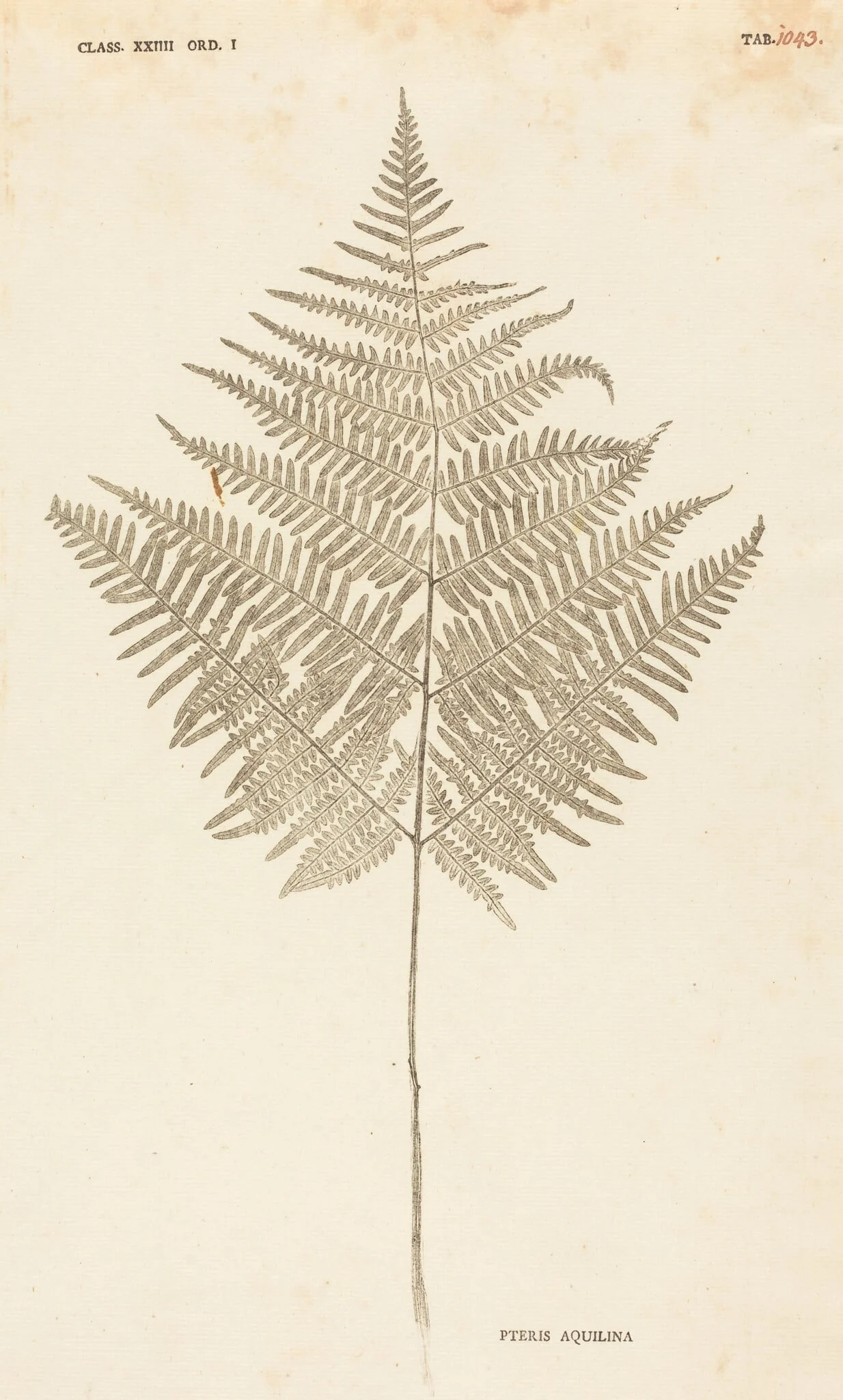 Pteris Aquilina, detail