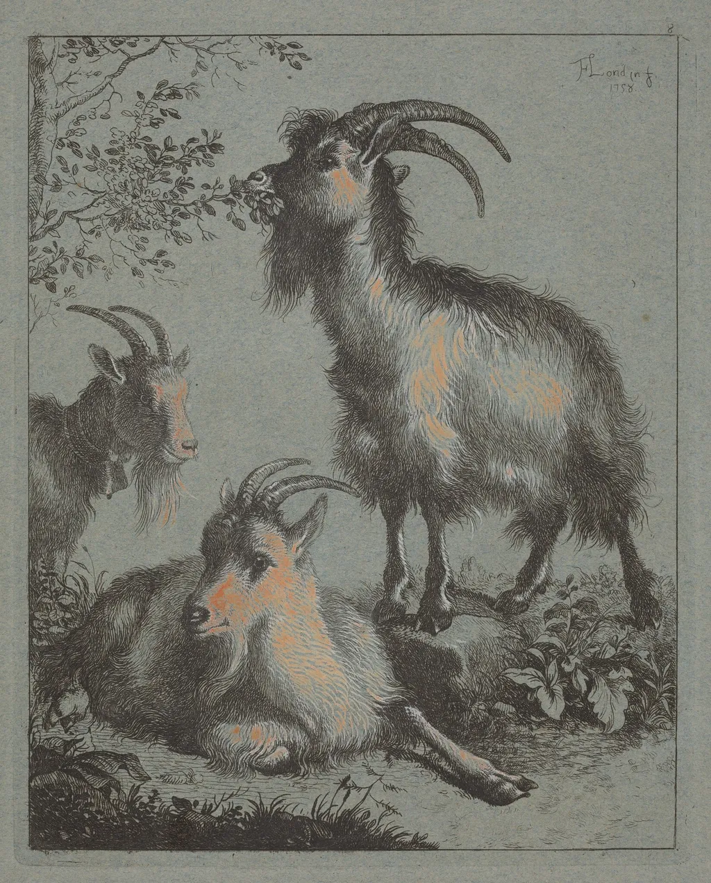 Three Goats, by Francesco Londonio, ink, 1758
