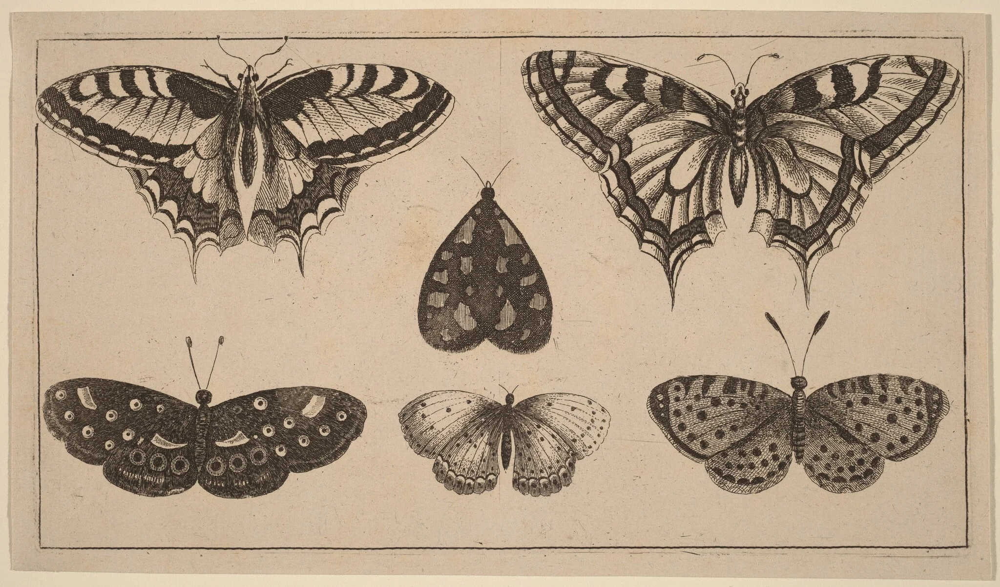 Five Butterflies and a Moth, detail